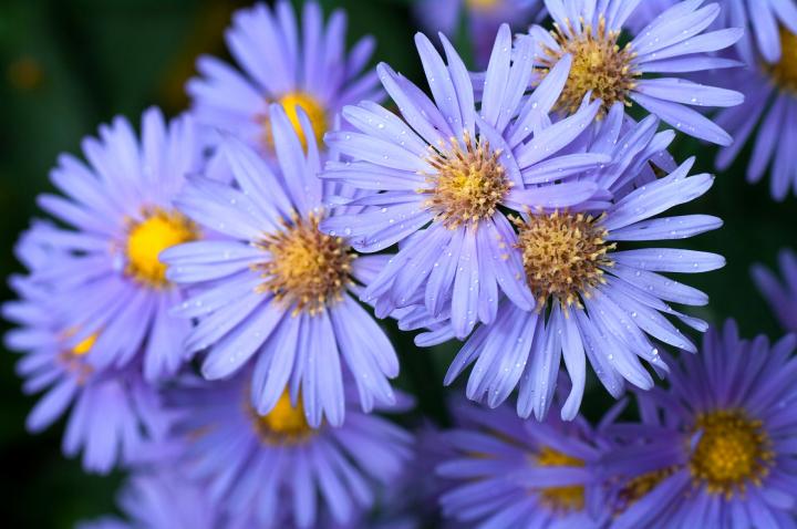 asters-updated-1920x1275_full_width