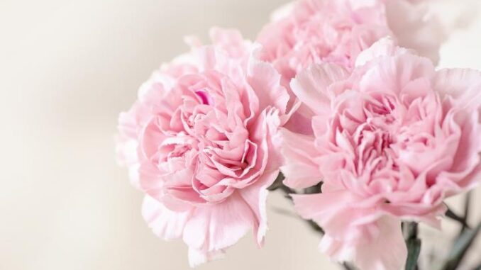 carnations_full_width