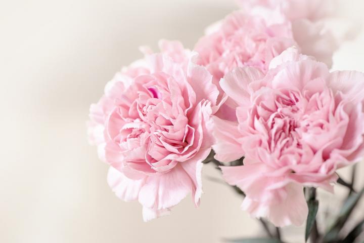 carnations_full_width