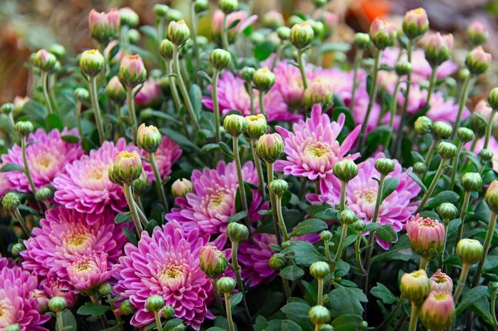 chrysanthemum-pink_full_width