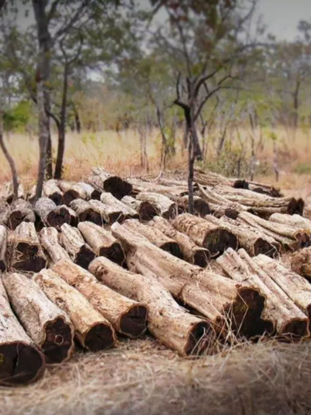 Uses of blackwood Dalbergia melanoxylon (African blackwood, grenadilla, or mpingo)
