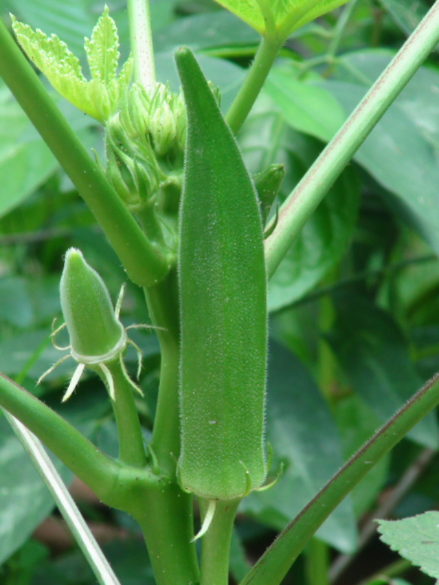Health Benefits and Recipe of Okra Water