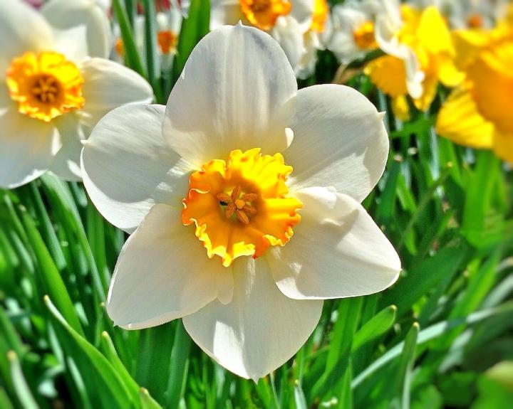 daffodil-march_birth_flower-1920x1534px-pixabay_full_width