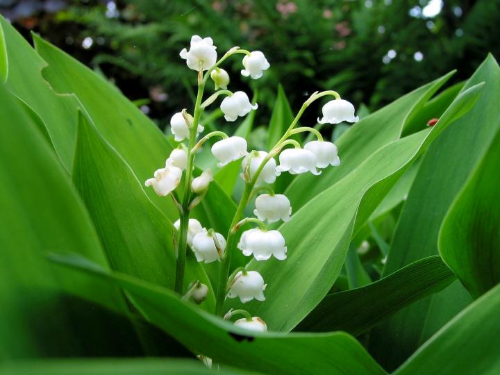lily-of-the-valley-updated-1280x960px_pixabay_full_width