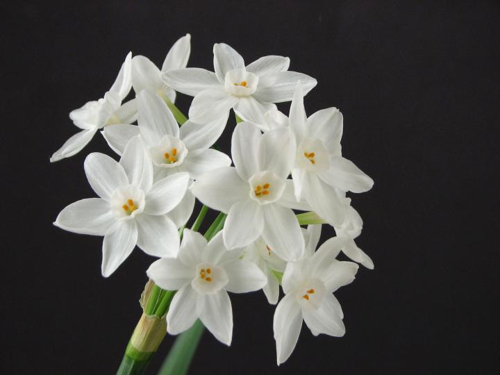 paperwhite_narcissus_december_birth_flower_2048x1536_credit_needed_wikimedia_full_width