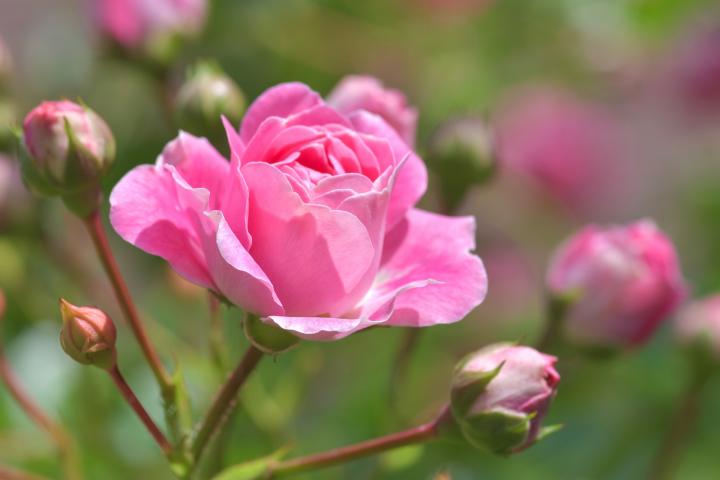 rose-pink_full_width