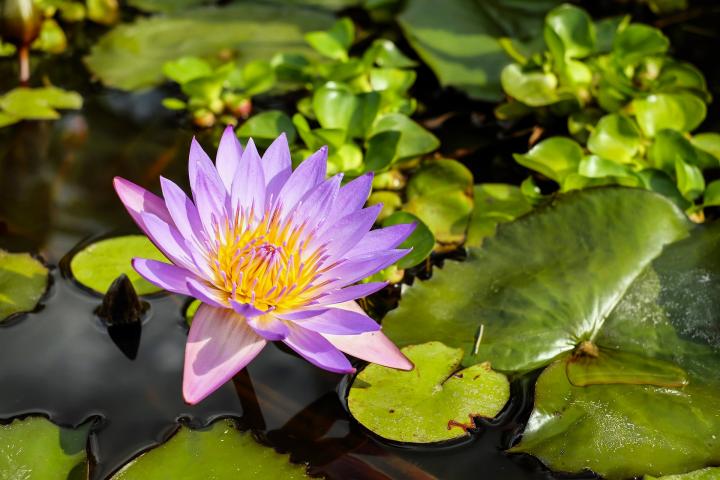 water-lily_full_width